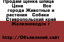 Продам щенка шпица.  › Цена ­ 15 000 - Все города Животные и растения » Собаки   . Ставропольский край,Железноводск г.